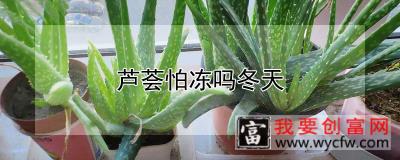 芦荟怕冻吗冬天