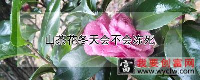 山茶花冬天会不会冻死