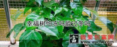 幸福树怕冻吗能过冬吗