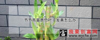 节节高富贵竹叶子发黄怎么办