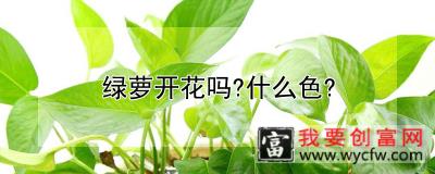 绿萝开花吗？什么色？