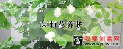 茉莉花养护