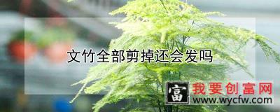 文竹全部剪掉还会发吗