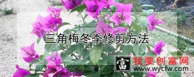 三角梅冬季修剪方法