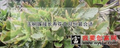 玉树嫁接长寿花几月份最合适