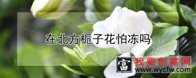 在北方栀子花怕冻吗