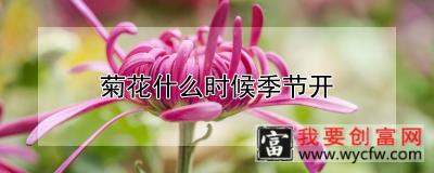 菊花什么时候季节开