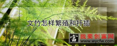 文竹怎样繁殖和扦插