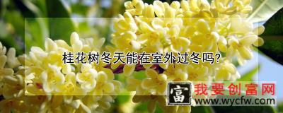 桂花树冬天能在室外过冬吗？