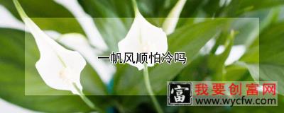 一帆风顺怕冷吗