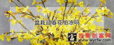 盆栽迎春花怕冻吗