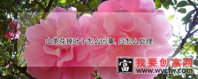 山茶花掉叶子怎么回事，应怎么处理