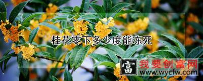 桂花零下多少度能冻死