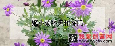 姬小菊冬天怕冷吗