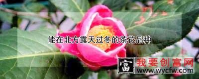 能在北方露天过冬的茶花品种