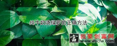 纯牛奶浇绿萝的正确方法