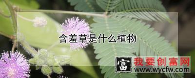 含羞草是什么植物