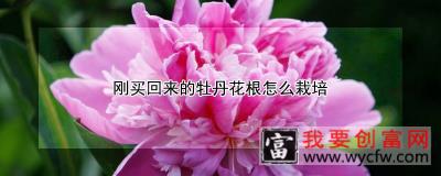 刚买回来的牡丹花根怎么栽培