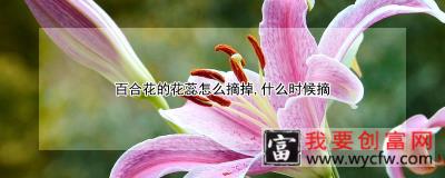 百合花的花蕊怎么摘掉，什么时候摘