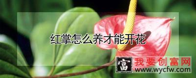 红掌怎么养才能开花