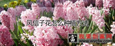 风信子花怎么种植方法