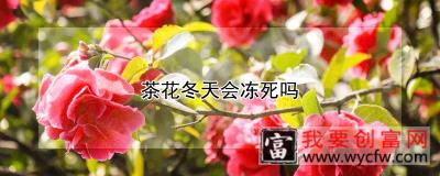 茶花冬天会冻死吗