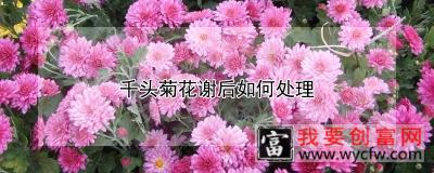 千头菊花谢后如何处理