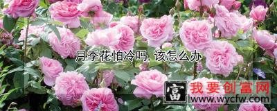 月季花怕冷吗，该怎么办