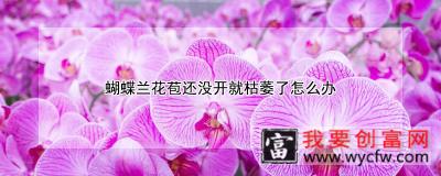 蝴蝶兰花苞还没开就枯萎了怎么办