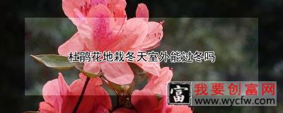 杜鹃花地栽冬天室外能过冬吗