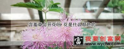 含羞草会开花吗，花是什么颜色的