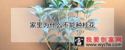 家里为什么不能种桂花