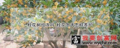 桂花树怕冻吗 桂花冬天怎样养护