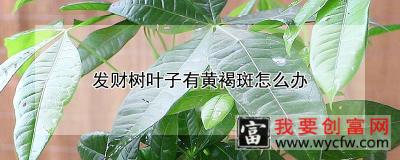 发财树叶子有黄褐斑怎么办