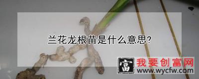 兰花龙根苗是什么意思？