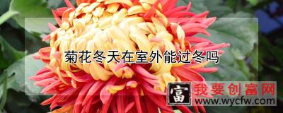 菊花冬天在室外能过冬吗