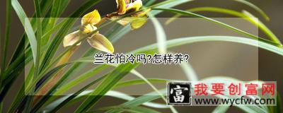 兰花怕冷吗？怎样养？