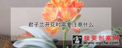 君子兰开花时需要注意什么