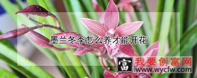 墨兰冬季怎么养才能开花