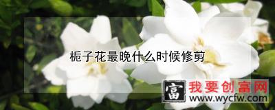 栀子花最晚什么时候修剪