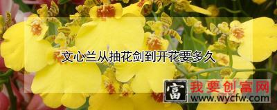 文心兰从抽花剑到开花要多久