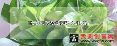 酱油水可以浇绿萝吗？长得快吗？