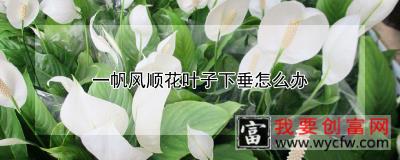 一帆风顺花叶子下垂怎么办