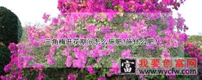 三角梅开花期间怎么施肥?施什么肥?