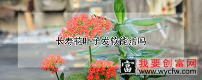 长寿花叶子发软能活吗