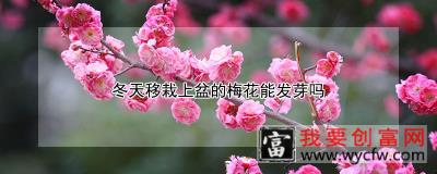 冬天移栽上盆的梅花能发芽吗