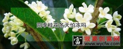 四季桂花冬天怕冻吗