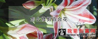 怎么修剪百合花