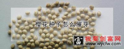 樱花种子怎么催芽