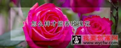 怎么样才能养玫瑰花